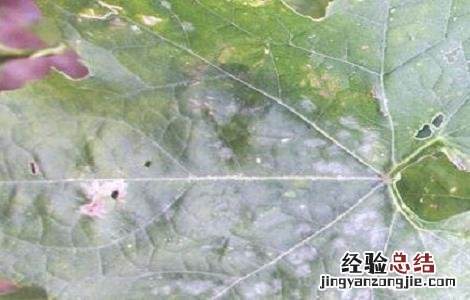 丝瓜白粉病危害症状及防治方法 丝瓜白粉病怎么办