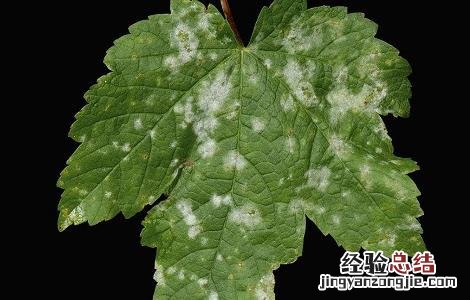 丝瓜白粉病危害症状及防治方法 丝瓜白粉病怎么办