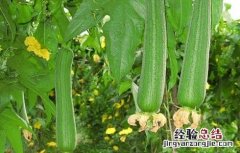 丝瓜白粉病危害症状及防治方法 丝瓜白粉病怎么办