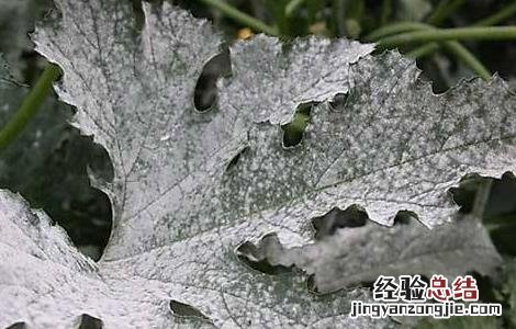 丝瓜白粉病危害症状及防治方法 丝瓜白粉病怎么办
