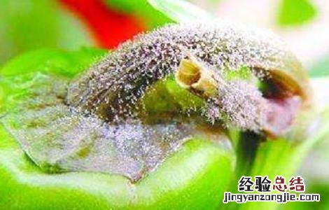 辣椒灰霉病防治方法视频 辣椒灰霉病防治方法