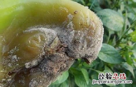辣椒灰霉病防治方法视频 辣椒灰霉病防治方法