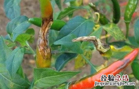 辣椒灰霉病防治方法视频 辣椒灰霉病防治方法