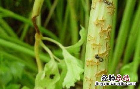 冬季大棚芹菜管理技术 冬季大棚芹菜病害防治