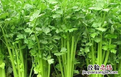 冬季大棚芹菜管理技术 冬季大棚芹菜病害防治