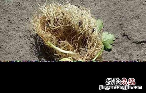 冬季大棚芹菜管理技术 冬季大棚芹菜病害防治