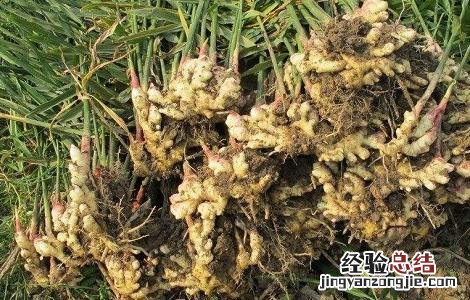 生姜常见虫害及防治方法 生姜常见虫害及防治方法图片