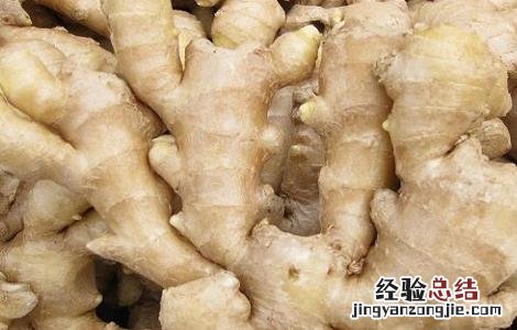 生姜常见虫害及防治方法 生姜常见虫害及防治方法图片
