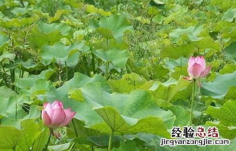 藕田施肥技巧及注意事项 藕田施肥技巧及注意事项