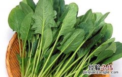 菠菜叶子发黄原因及防治方法视频 菠菜叶子发黄原因及防治方法