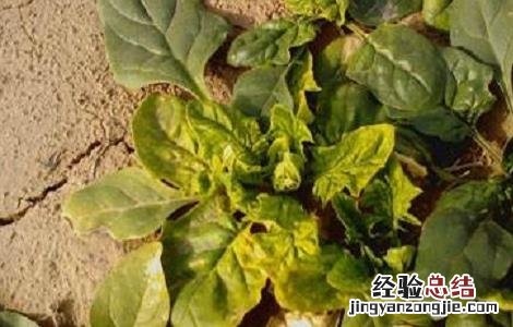 菠菜叶子发黄原因及防治方法视频 菠菜叶子发黄原因及防治方法