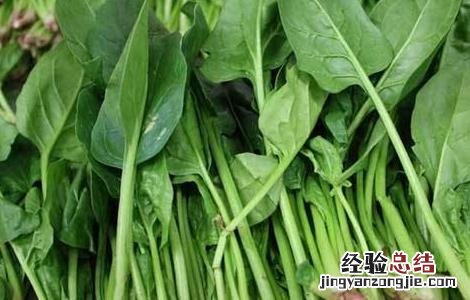 菠菜叶子发黄原因及防治方法视频 菠菜叶子发黄原因及防治方法