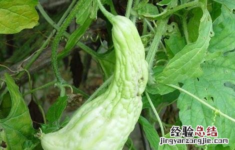 苦瓜病毒病图片及防治 苦瓜病毒病的防治方法