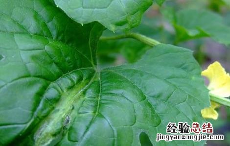 苦瓜病毒病图片及防治 苦瓜病毒病的防治方法