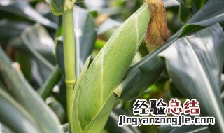 玉米和大豆怎么种 大豆跟玉米种植