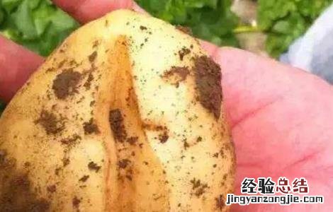 马铃薯龟裂形成的原因 马铃薯表皮龟裂的原因及预防措施