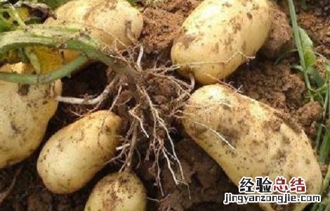 马铃薯龟裂形成的原因 马铃薯表皮龟裂的原因及预防措施