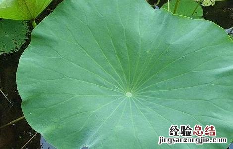 莲藕褐纹病的发病症状及防治方法 莲藕褐纹病的发病症状及防治方法