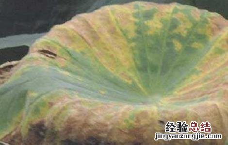 莲藕褐纹病的发病症状及防治方法 莲藕褐纹病的发病症状及防治方法