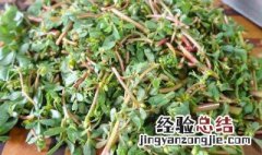 什么人不能吃马齿苋菜福字 什么人不能吃马齿苋