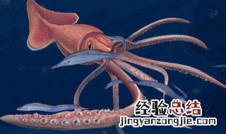大王酸浆鱿吃了会中毒吗 大王酸浆鱿会吃人吗