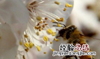 形容花香使人心情好的句子 形容花香使人心情好的句子成语