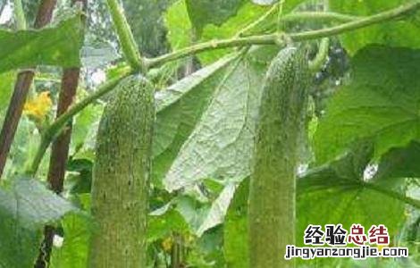 黄瓜的高产栽培技术 优质黄瓜高产栽培技术