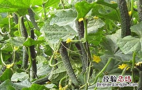 黄瓜的高产栽培技术 优质黄瓜高产栽培技术