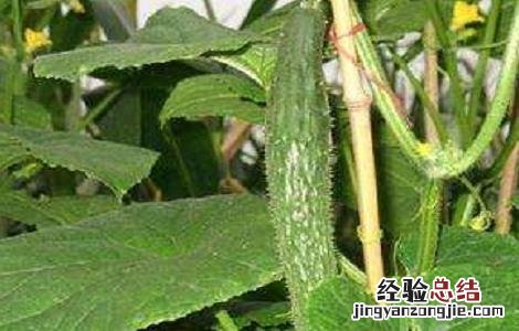 黄瓜的高产栽培技术 优质黄瓜高产栽培技术