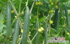 黄瓜的高产栽培技术 优质黄瓜高产栽培技术