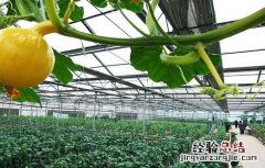 大棚蔬菜管理方法及病虫害防治