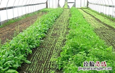 大棚蔬菜管理方法及病虫害防治