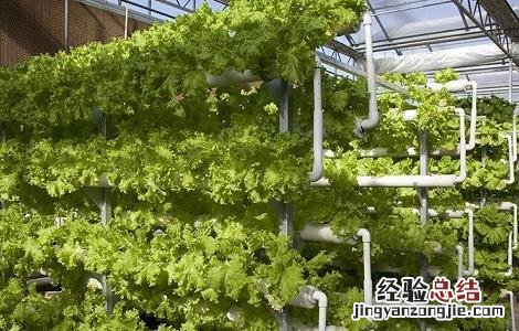 大棚蔬菜管理方法及病虫害防治