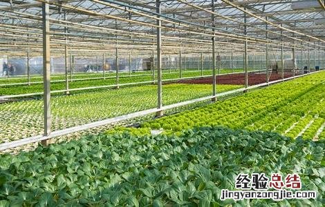 大棚蔬菜管理方法及病虫害防治
