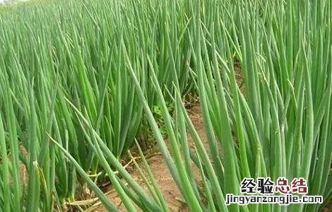 大葱高产的原因 大葱高产的原因分析