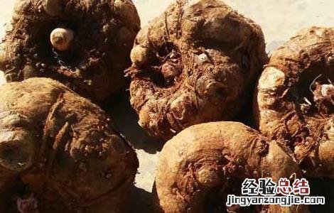 魔芋种子价格及种植方法大全 魔芋种子价格及种植方法