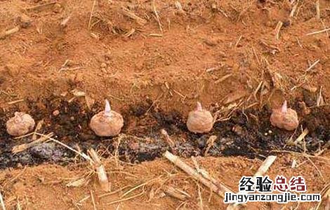 魔芋种子价格及种植方法大全 魔芋种子价格及种植方法