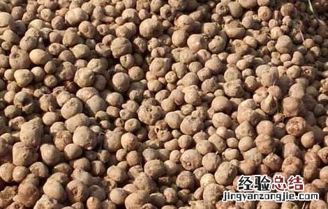 魔芋种子价格及种植方法大全 魔芋种子价格及种植方法