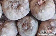 魔芋种子价格及种植方法大全 魔芋种子价格及种植方法