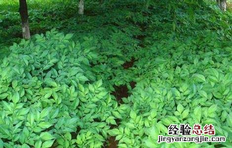 魔芋种子价格及种植方法大全 魔芋种子价格及种植方法