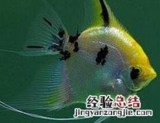 燕鱼的饲养方法 燕鱼的饲养方法与水质和水温