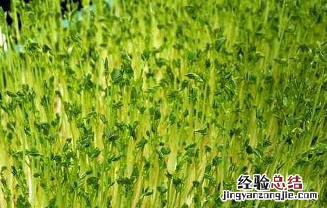 为什么无土栽培 揭秘无土种植的真相