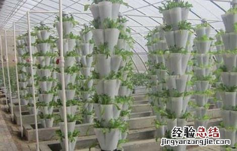 哪些蔬菜可以无土栽培 哪些蔬菜可以无土种植