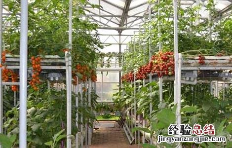 哪些蔬菜可以无土栽培 哪些蔬菜可以无土种植