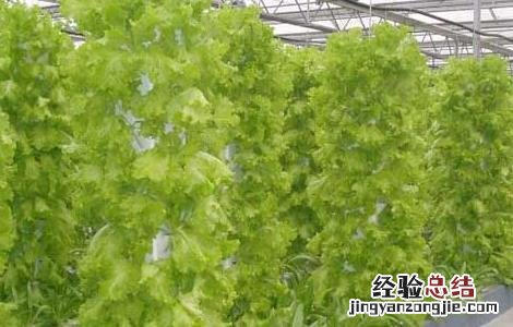 哪些蔬菜可以无土栽培 哪些蔬菜可以无土种植