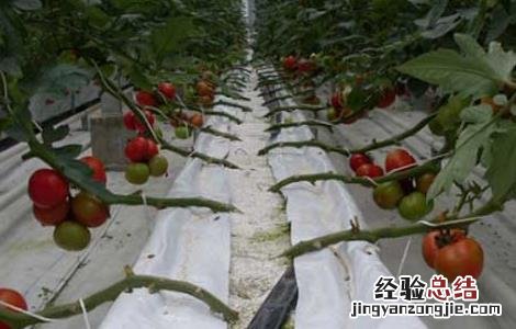 哪些蔬菜可以无土栽培 哪些蔬菜可以无土种植
