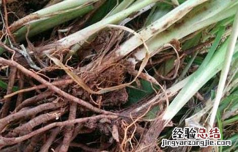 黄花菜种苗价格及种植方法 黄花菜苗多少钱