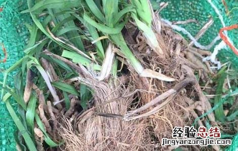 黄花菜种苗价格及种植方法 黄花菜苗多少钱