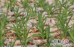 黄花菜种苗价格及种植方法 黄花菜苗多少钱