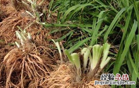 黄花菜种苗价格及种植方法 黄花菜苗多少钱